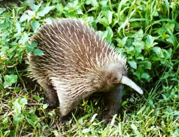 The echidna is a small brown spiney animal. Its spines all face away from the animal’s head, and it has a narrow beak.