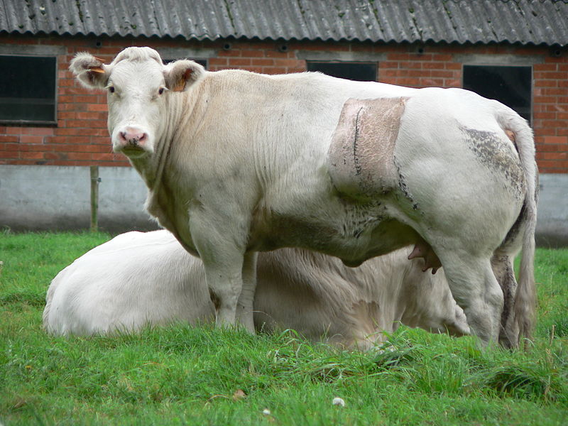 A Belgian Blue cow; this cow has had an incision on its side stitched up