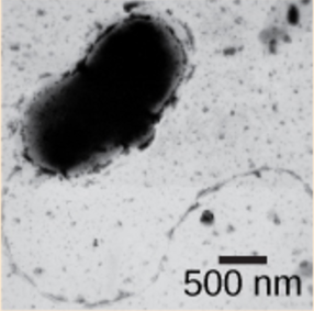 Micrograph shows a bent rod-shaped Desulfovibrio vulgaris bacterium with a long flagellum.