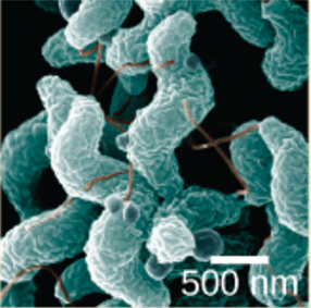 his scanning electron microscope image shows the characteristic spiral, or corkscrew, shape of C. jejuni cells and related structures.