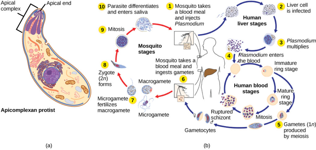 Illustration A shows an oval cell that has a narrow end and a wide end. The apical complex is located at the narrow end. The three branches of this complex narrow and join at the apical, or narrow, end of the cell. Illustration b shows the life cycle of Plasmodium, which causes malaria. The plasmodium life cycle begins when a mosquito takes a blood meal and injects Plasmodium into the bloodstream. The Plasmodium enters the liver where it multiplies, and eventually reenters the blood. In the blood it enters the ring stage, so called because the cell is curled into a ring shape. The Ring stage may multiply by mitosis or it may undergo meiosis, forming new 1n gametes of male or female sex types. When a mosquito takes a blood meal from an infected host the gametes are ingested. A smaller gamete sex type, called a microgamete, fertilizes a larger sex type, called a macrogamete, producting a 2n zygote. The zygote undergoes mitosis and differentiation. It enters the saliva where it can be injected into another host, completing the cycle.