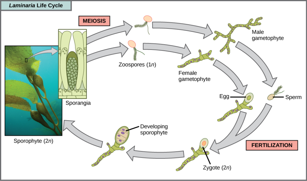 The life cycle of the brown algae, Laminaria, begins when sporangia undergo meiosis, producing 1n zoospores. The zoospores undergo mitosis, producing multicellular male and female gametophytes. The female gametophyte produces eggs, and the male gametophyte produces sperm. The sperm fertilizes the egg, producing a 2n zygote. The zygote undergoes mitosis, producing a multicellular sporophyte. The mature sporophyte produces sporangia, completing the cycle. A photo inset shows the sporophyte stage, which resembles a plant with long, flat blade-like leaves attached to green stalks via bladder-like connections. Both the blade and stalks are submerged. Sporangia are associated with the leaf-like structures.