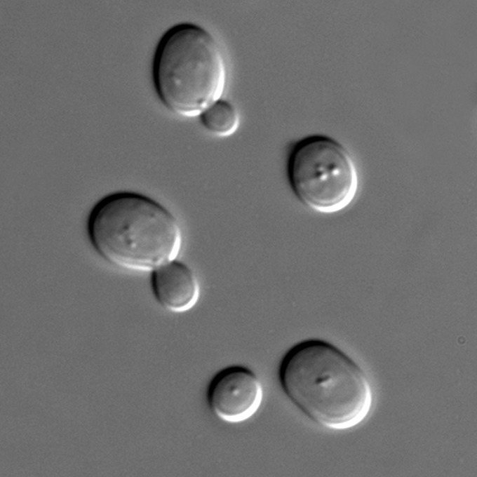 A micrograph of several ovoid (oval-shaped) cells.