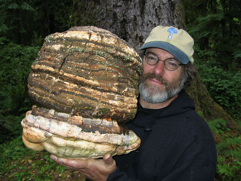 Stamets is holding a large mushroom that is approximately twice the size of his head.