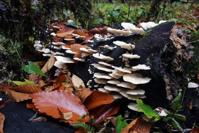 A dead tree lays on the forest floor. The tree is covered in mushrooms, which work to decompose the wood.