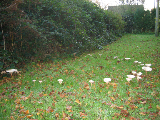 Photo shows toadstools growing in a ring on a lawn.