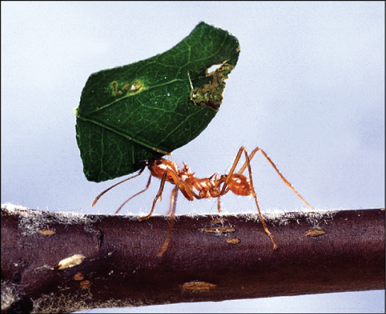 Photo shows an ant carrying a leaf over its head.