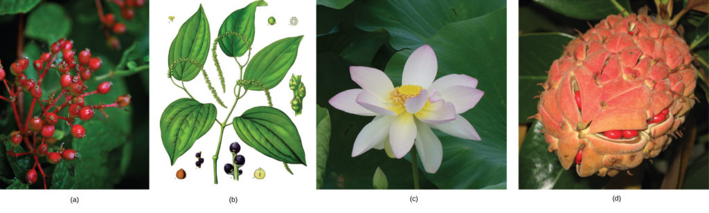 Photo A depicts a common spicebush plant with bright red berries growing at the tips of red stems. Illustration B shows a pepper plant with teardrop-shaped leaves and tiny flowers clustered on a long stem. Photo C shows lotus plants with broad, circular leaves and pink flowers growing in water. Photo D shows red magnolia seeds clustered in an egg-shaped pink sac scattered with small, brown spikes.