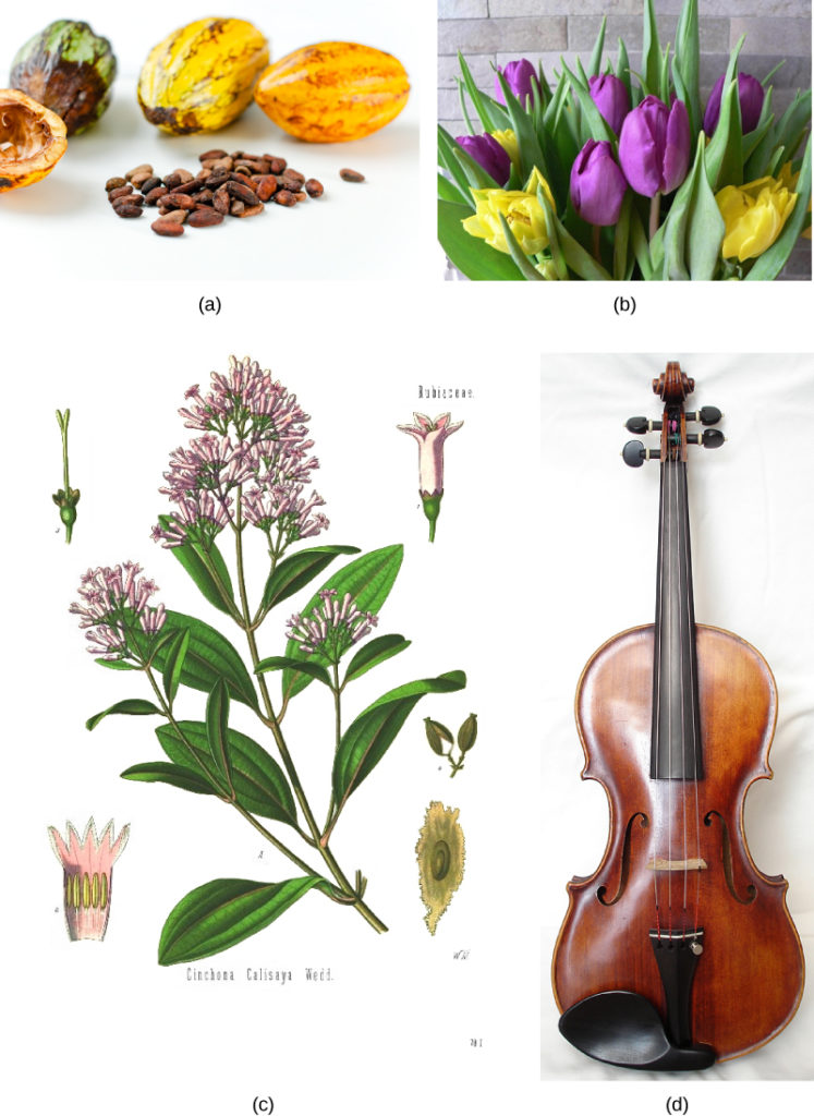 Photo A shows small, almond-shaped cacao seeds and the oval cacao fruit. Illustration B shows the teardrop-shaped leaves and small pink flowers of a cinchona tree. Photo C shows a violin. Photo D shows a bouquet of purple and yellow tulips.