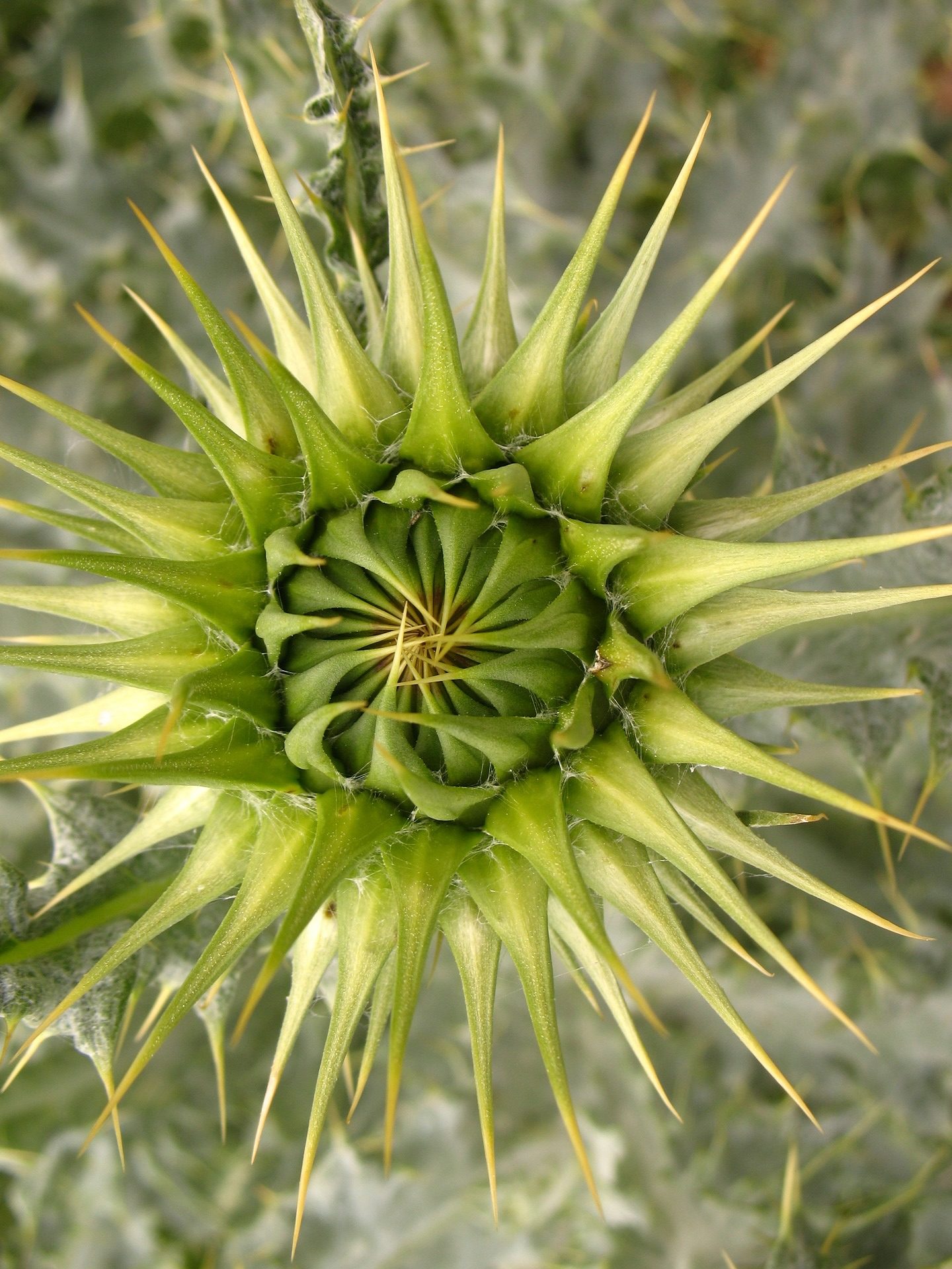 A photograph of a thistle before its bloom. The flower bud is surrounded by sharp thorn-like leaves.
