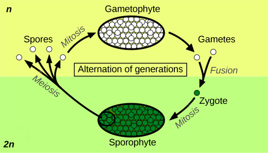 The plant life cycle has haploid and diploid stages. The cycle begins when haploid (1n) spores undergo mitosis to form a multicellular gametophyte. The gametophyte produces gametes, two of which fuse to form a diploid zygote. The diploid (2n) zygote undergoes mitosis to form a multicellular sporophyte. Meiosis of cells in the sporophyte produces 1n spores, completing the cycle.
