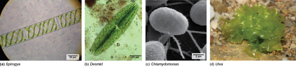 Light micrograph A shows rectangular Spirogyra cells linked in a chain. Light micrograph B shows a oval green desmid cell. Electron micrograph C shows egg-shaped Chlamydomonas cells attached to thin stalks. Photo D shows a colony of Ulva that resembles leaf lettuce.