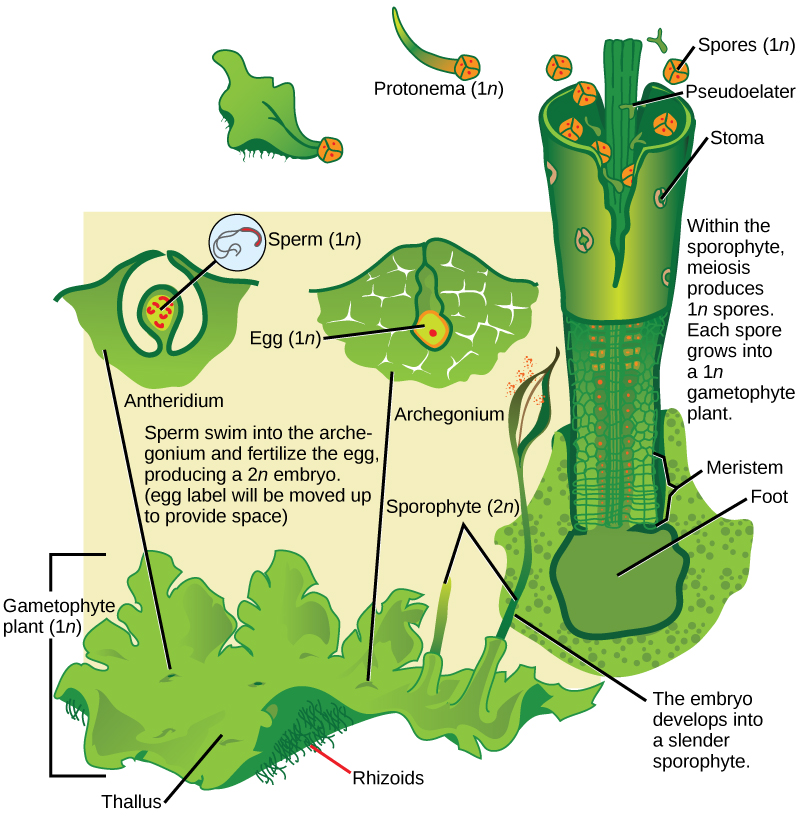 In hornworts, the gametophyte is a haploid (1n) leaf-like structure with slender stalks called rhizoids underneath. Male sex organs called antheridia produce sperm, and female sex organs called archegonia produce eggs. Both male and female sex organs form just beneath the surface of the gametophyte, and are exposed to the surface as the organs mature. The sperm swims to the egg or is propelled by water. When the egg is fertilized, the embryo grows into a hollow tube-like structure called a sporophyte. Meiosis inside the sporophyte produces haploid (1n) spores. The spores are ejected from the top of the tube. They grow into new gametophytes, completing the cycle.