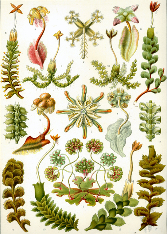The illustration shows a variety of liverworts, which all share a branched, leafy structure.