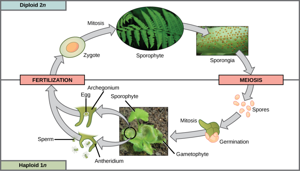 The fern life cycle begins with a diploid (2n) sporophyte, which is the fern plant. Sporangia are round bumps that occur on the bottom of the leaves. Sporangia undergo mitosis to form haploid (1n) spores. The spores germinate and grow into a green gametophyte 1n that resembles lettuce. The gametophyte contains antheridia that produce, sperm and archegonia that produce eggs. Inside the archegonium the sperm fertilizes the egg, forming a diploid (2n) zygote. The zygote undergoes mitosis to form a 2n sporophyte, ending the cycle.