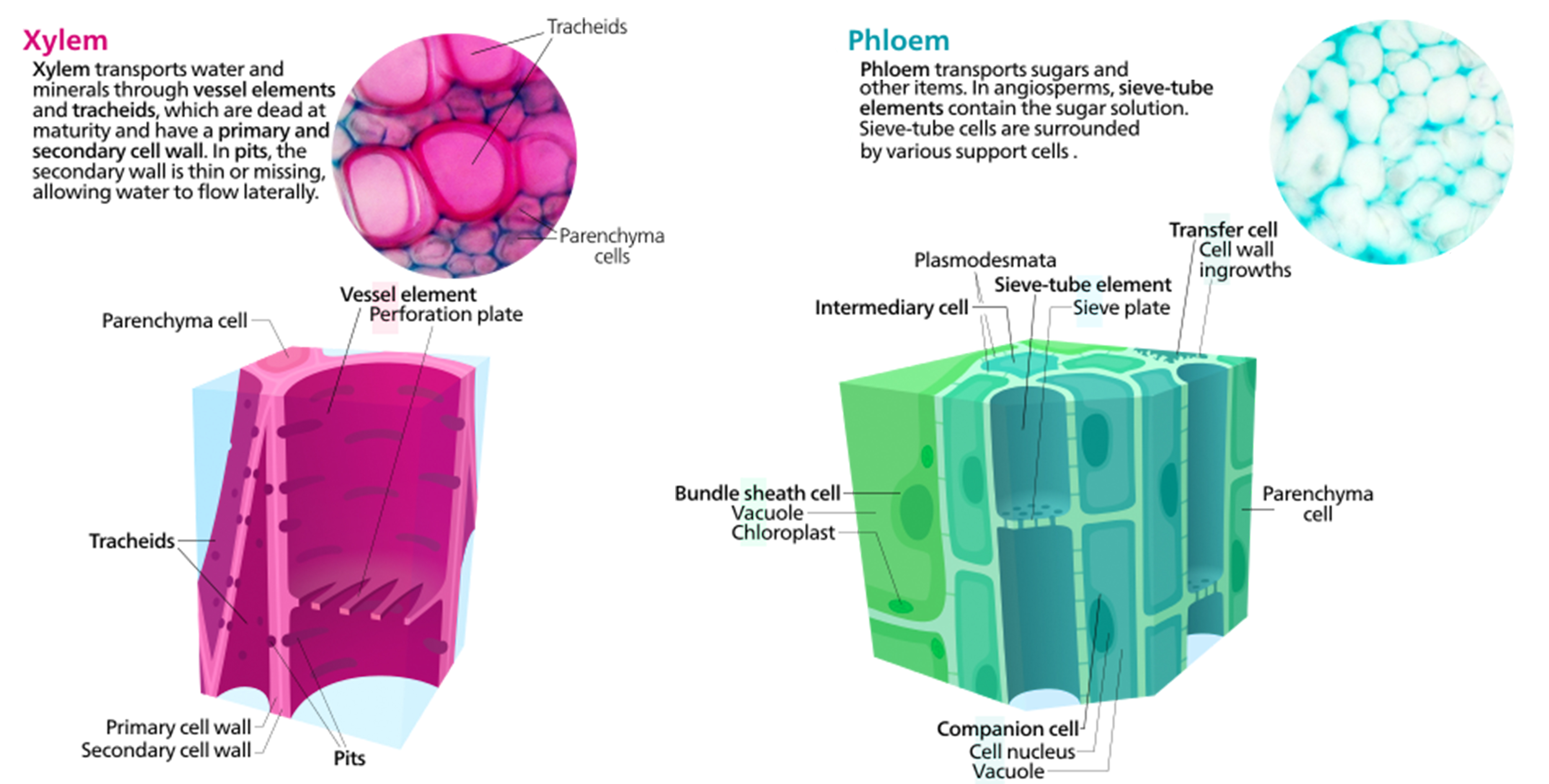 Diagram of the xylem. Xylem transports water and minerals through vessel elements and tracheids, which are dead at maturity and have a primary and secondary wall. In pits, the secondary wall is thin or missing, allowing water to flow laterally. Diagram of the phloem. Phloem transports sugars and other items. In angiosperms, sieve-tube elements contain the sugar solution. Sieve-tube cells are surrounded by various support cells.