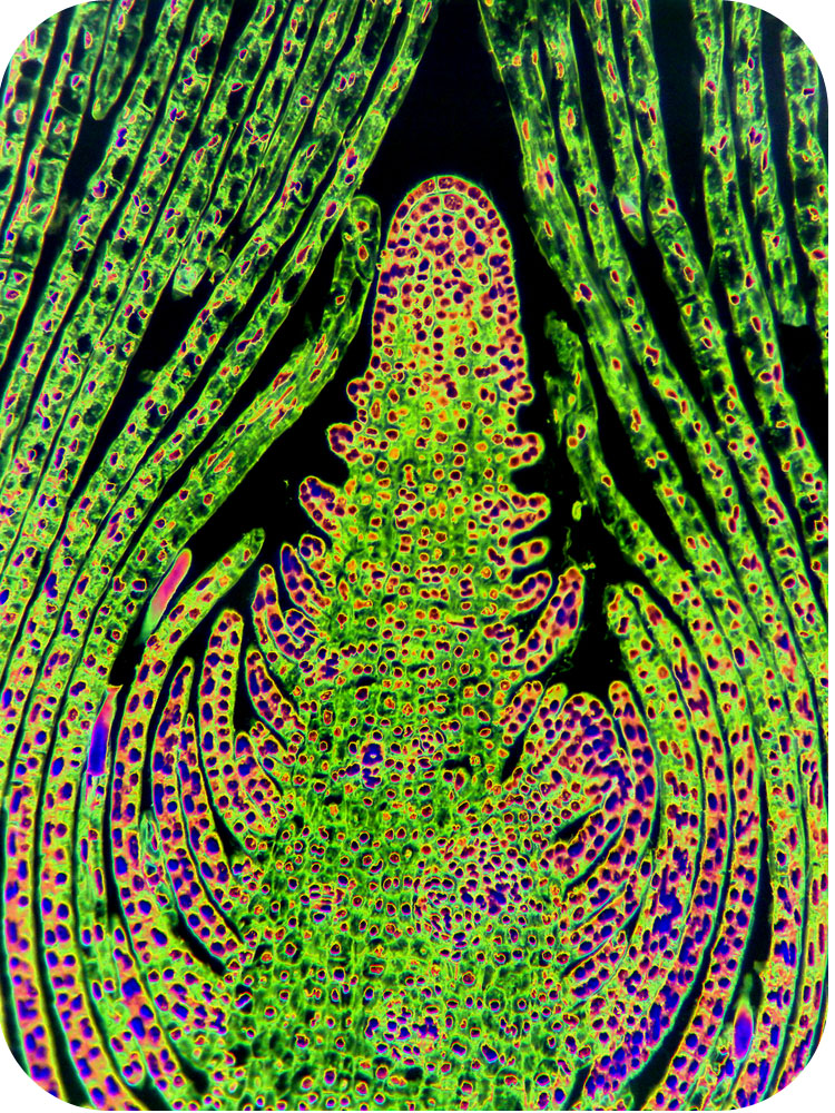 micrograph of the apical meristem