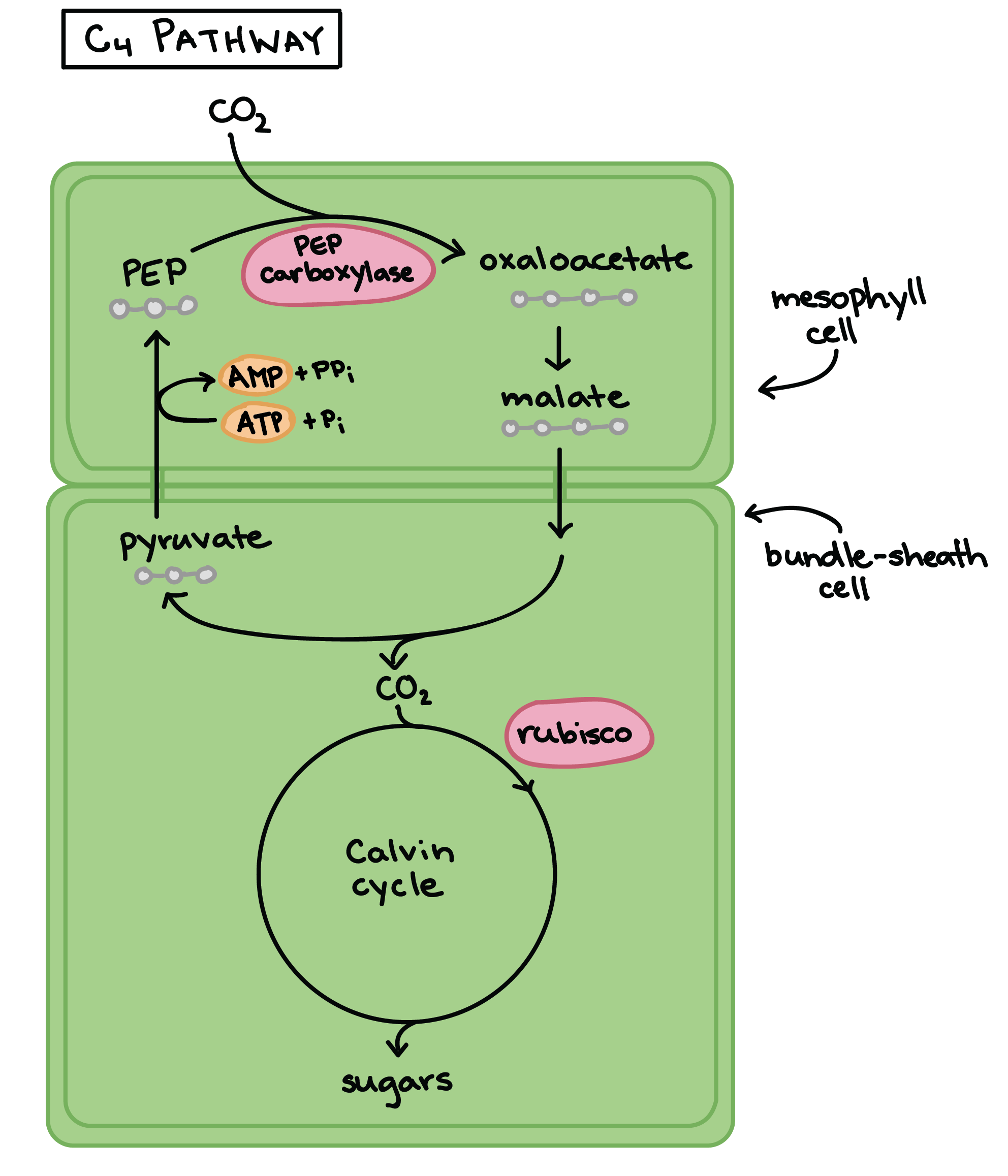 Image of the c4 pathway. Initial carbon fixation takes place in mesophyll cells and the Calvin cycle takes place in bundle-sheath cells. PEP carboxylase attaches an incoming carbon dioxide molecule to the three carbon-molecule PEP producing oxaloacetate, a four-carbon molecule. The oxaloacetate is converted to malate, which travels out of the mesophyll cell and into a neighboring bundle-sheath cell. Inside the bundle-sheath cell, the malate is broken down to release carbon dioxide, which then enters the Calvin cycle. Pyruvate is also produced in this step and moves back into the mesophyll cell, where it is converted into PEP, a reaction that converts ATP and Pi into AMP and PPi.