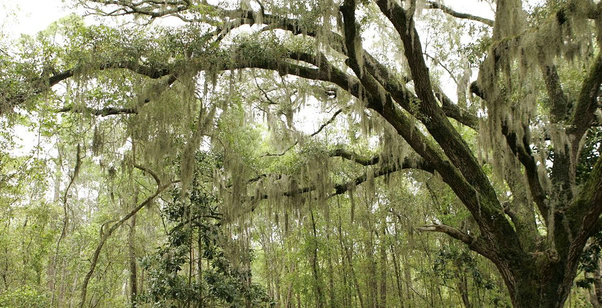 Photo shows long, thin brown leaves of Spanish moss hanging down from the branches of a large oak tree.