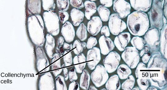 Micrograph shows collenchyma cells, which are irregularly shaped and 25 to 50 microns across. The collenchyma cells are adjacent to a layer of rectangular cells that form the epidermis.