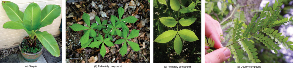 Photo (a) shows the large-leaves of a potted banana plant growing from a single stem; (b) shows a horse chestnut plant, which has five leaves radiating from the petiole as fingers radiate from the palm of a hand; (c) shows a scrub hickory plant with feather-shaped leaves opposing each other along the stem, and a single leaf at the end of the stem. (d) shows a honey locust with five pairs of stem-like veins connected to the midrib. Tiny leaflets grow from the veins.