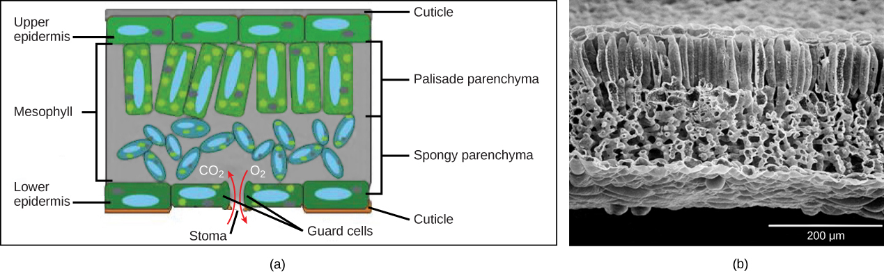 Part A is a leaf cross section illustration. A flat layer of rectangular cells make up the upper and lower epidermis. A cuticle layer protects the outside of both epidermal layers. A stomatal pore in the lower epidermis allows carbon dioxide to enter and oxygen to leave. Oval guard cells surround the pore. Sandwiched between the upper and lower epidermis is the mesophyll. The upper part of the mesophyll is comprised of columnar cells called palisade parenchyma. The lower part of the mesophyll is made up of loosely packed spongy parenchyma. Part B is a scanning electron micrograph of a leaf in which all the layers described above are visible. Palisade cells are about 50 microns tall and 10 microns wide and are covered with tiny bumps, which are the chloroplasts. Spongy cells smaller and irregularly shaped. Several large bumps about 20 microns across project from the lower surface of the leaf.