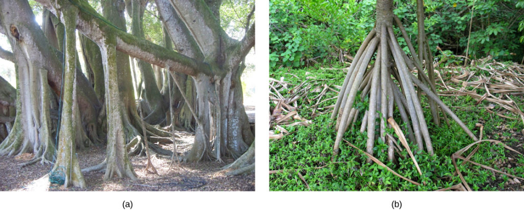 Photo (a) shows a large tree with smaller trunks growing down from its branches, and (b) a tree with slender aerial roots spiraling downwards from the trunk.