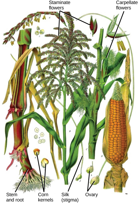 Illustration shows parts of a corn plant. Pistillate flowers are tiny flowers that cluster in strands to form the tassel at the top of the plant. Pollen grains are small, teardrop-shaped structures. Carpellate flowers are clustered in the immature ear, which is covered by leaves. Silk protrudes from the tops of the leaves covering the flower. In the mature ear, the kernels form where the carpellate flowers were located.