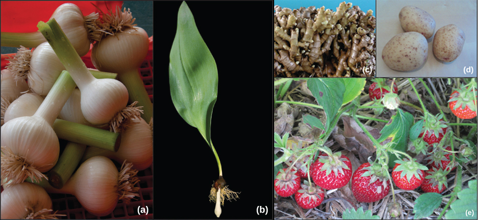 Shown are photos of various roots. Part A shows bulbous garlic roots. Part B shows a tulip bulb that has sprouted a leaf. Part C shows ginger root, which has many branches. Part D shows three potato tubers. Part E shows a strawberry plant.