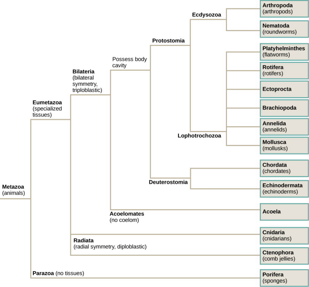The phylogenetic tree of metazoans, or animals, branches into parazoans with no tissues and eumetazoans with specialized tissues. Parazoans include Porifera, or sponges. Eumetazoans branch into Radiata, diploblastic animals with radial symmetry, and Bilateria, triploblastic animals with bilateral symmetry. Radiata includes cnidarians and ctenophores (comb jellies). Bilateria branches into Acoela, which have no body cavity, and Protostomia and Deuterostomia, which possess a body cavity. Deuterostomes include chordates and echinoderms. Protostomia branches into Lophotrochozoa and Ecdysozoa. Ecdysozoa includes arthropods and nematodes, or roundworms. Lophotrochozoa includes Mollusca, Annelida, Brachopoda, Ectoprocta, Rotifera, and Platyhelminthes.