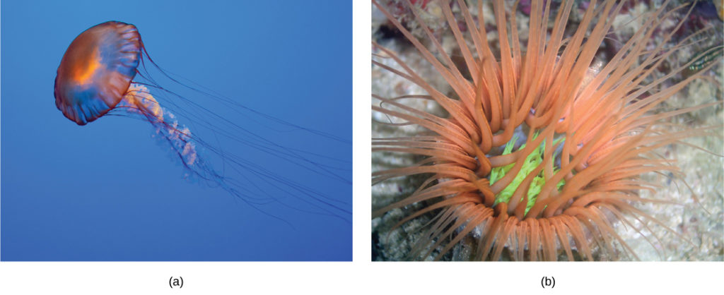 Part a shows a jellyfish with long, slender tentacles, radiating from a flexible, disc-shaped body. Part b shows an anemone sitting on the sea floor with thick tentacles, radiating up from a cup-shaped body.