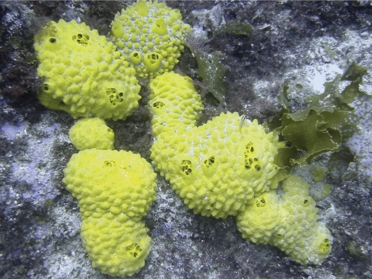 Several sponges, which form irregular, bumpy blobs on the sea floor.