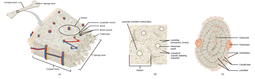 Illustration A shows a cross section of a long bone with wide protrusions at either end. The outer part is compact bone. Inside the compact bone is porous spongy bone made of web-like trabreculae. The spongy bone fills the wide part at either end of the bone. In the middle, a hollow exists inside the spongy bone. Illustration B shows several circular osteons clustered together in compact bone. At the hub of each osteon is an opening called the Haversian canal filled with blood and lymph vessels and nerves. The lamellae surrounding the Haversian canal resemble tree rings. Lacunae are wide spaces in the rings between the lamellae. Microchannels called canaliculi radiate through the rings out from the central Haversian canal, connecting the lacunae together. Illustration C shows small osteoclasts surrounding the outside of bone. Larger osteoclasts are also on the outer surface, forming a hollow in the bone. Osteocytes are long, thin cells in the lacunae.