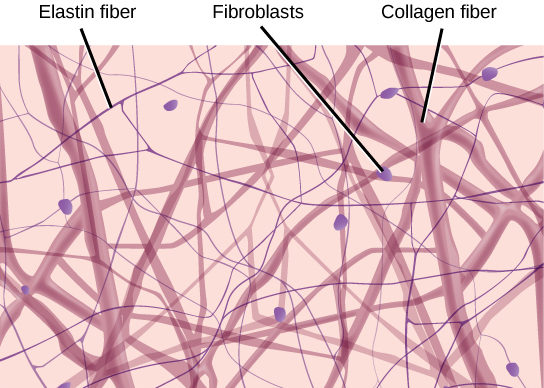 Illustration shows thick collagen fibers and thin elastin fibers loosely woven together in an irregular network. Oval fibroblasts are interspersed among the fibers.