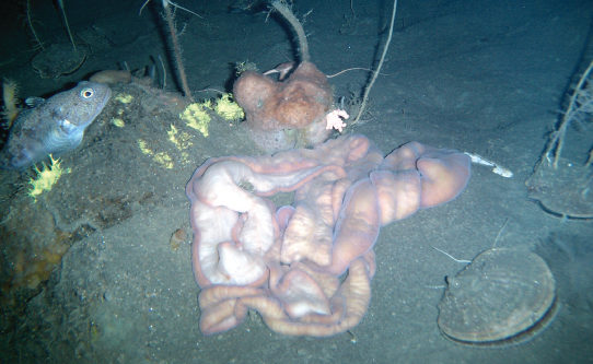 The photo shows a worm that resembles intestines, sitting on the muddy ocean floor.