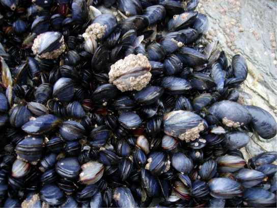 The photo shows black and gray mussels clustered together. Figure 3. These mussels, found in the intertidal zone in Cornwall, England, are bivalves. (credit: Mark A. Wilson)