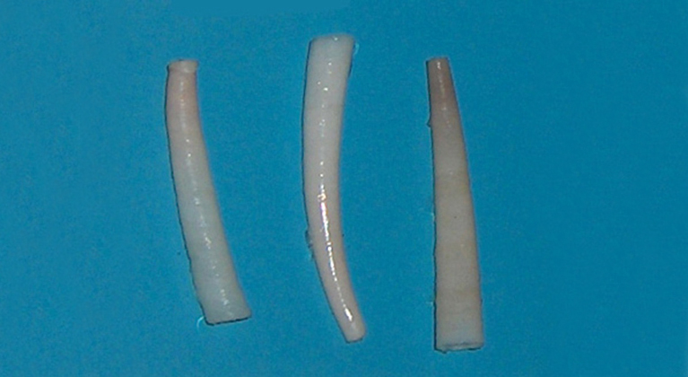 The photo shows white shells shaped like tusks.