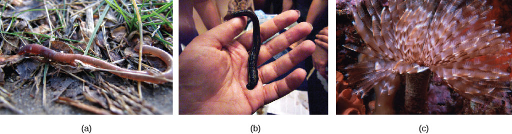 Part a shows an earthworm, and part b shows a large leech trying to latch onto a person’s hand. Part c shows a worm on that is anchored to the ocean floor. Featherlike appendages extend from the tube-like body.