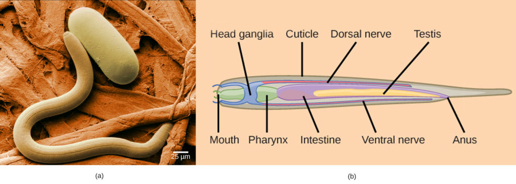 Photo a shows a worm-shaped nematode next to a capsule-shaped nematode egg. The illustration in part b shows a cross-section of a nematode, which has a mouth at one end and an anus at the other. The mouth connects to a pharynx, then to an intestine. A dorsal nerve runs along the top of the animal and joins ring-like head ganglia at the front end. Testes run alongside the intestine toward the back of the animal.