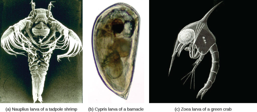 Micrograph a shows a shrimp nauplius larva, which has a teardrop-shaped body with tentacles and long, frilly arms at the wide end. Micrograph b shows a barnacle cypris larva, which is similar in shape to a clam. Micrograph c shows green crab zoea larva, which resembles a shrimp.