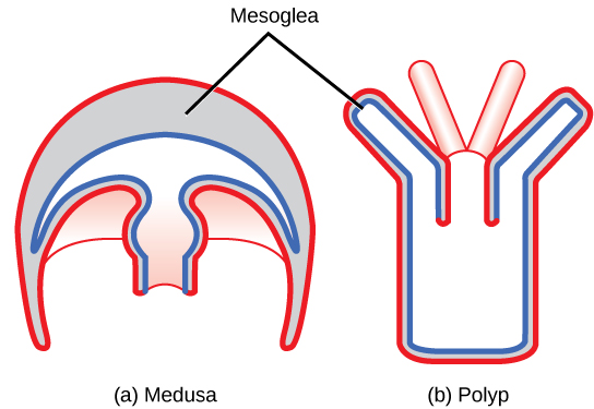 The illustration compares the medusa (a) and polyp (b) body plans. The medusa is dome-shaped, with tentacle-like appendages hanging down from the edges of the dome. The polyp looks like a tree, with a trunk at the bottom and branches at the top. Both the medusa and polyp have two tissue layers, with mesoglea in between. The mesoglea is thicker in the dome of the medusa than in the polyp. Both also have a central body cavity.
