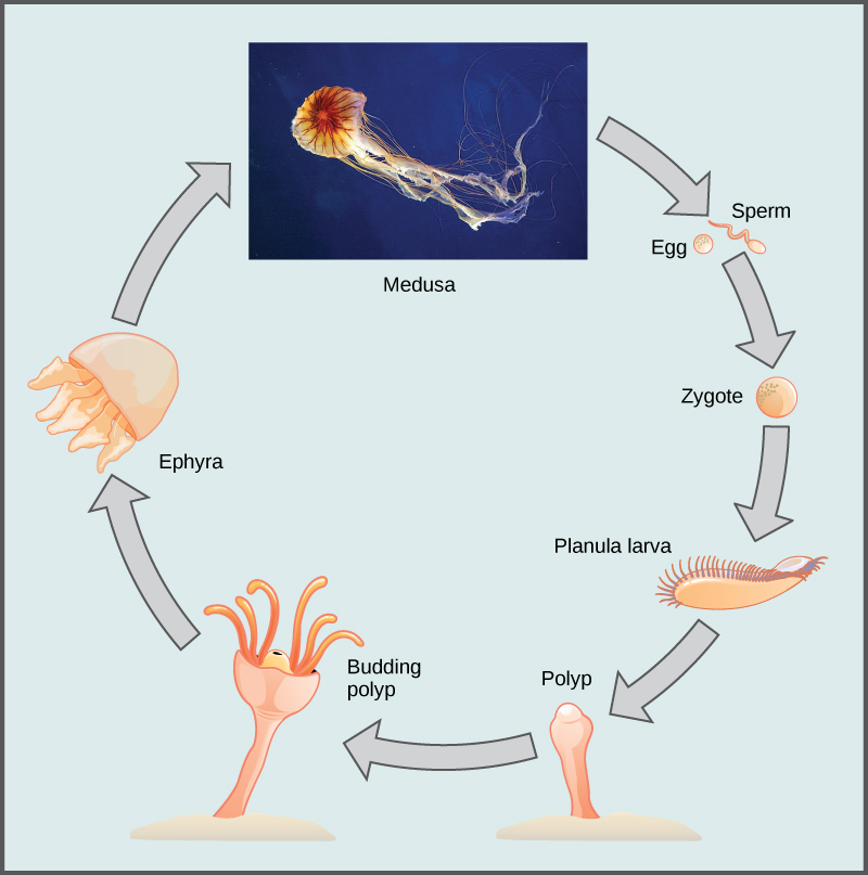 The illustration shows the life cycle of a jellyfish, which begins when sperm fertilizes an egg, forming a zygote. The zygote divides and grows into a planula larva, which looks like a swimming millipede. The planula larva anchors itself to the sea bottom and grows into a tube-shaped polyp. The polyp forms tentacles. Buds break off from the polyp and become dome-shaped ephyra, which resemble small jellyfish. The ephyra grow into medusas, the mature forms of the jellyfish.