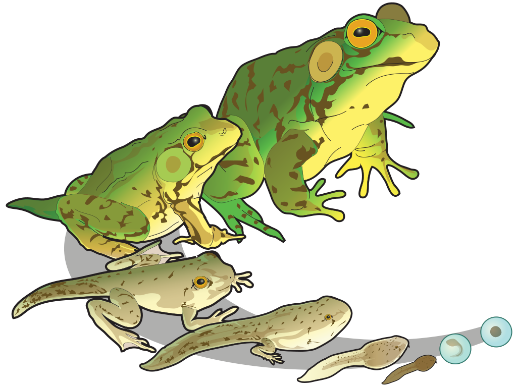 Throughout a frog's life, it adopts several different forms, changing its body through metamorphosis. It starts as an egg, hatches into a tadpole, becomes a frog.