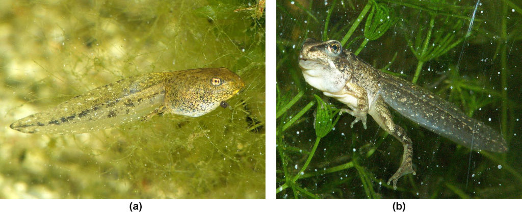 Image a shows a tadpole. Image b shows a frog that still has a tail.