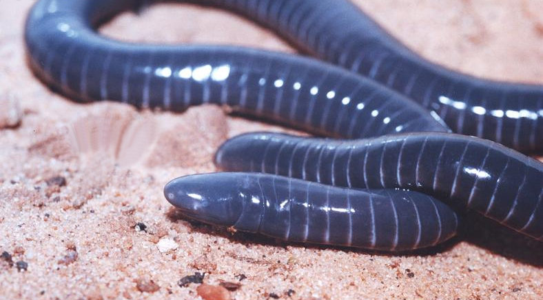 This photo shows a limbless, serpentine amphibian, which appears very similar to a worm