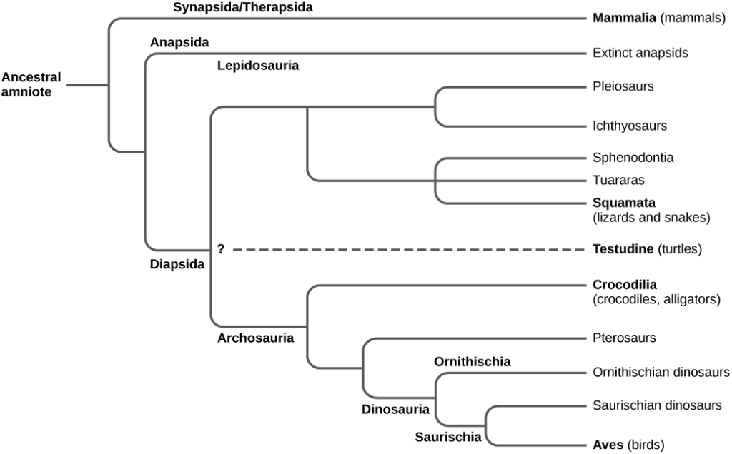 The trunk of the amniote phylogenetic tree is the ancestral amniote. Initially, the tree branches into diapsids, anapsids, and synapsids. Synapsids give rise to mammals, which are therapsids. Anapsids are all extinct. Diapsids are subdivided into two groups, lepidosaurs and archosaurs. Lepidosauria includes plesiosaurs, ichthyosaurs, Sphenodontia and Squamata, which includes lizards and snakes. Archosauria branches into Crocodilia, pterosaurs, dinosaurs, and birds.