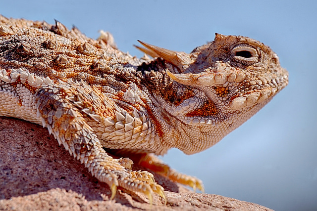 a horned lizard sitting on a rock basking in the sun