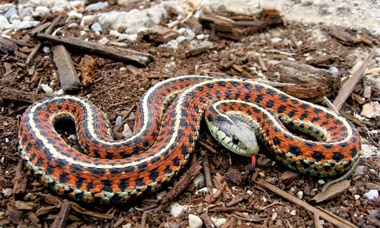 The photo shows a snake with orange and black bands and white stripes.
