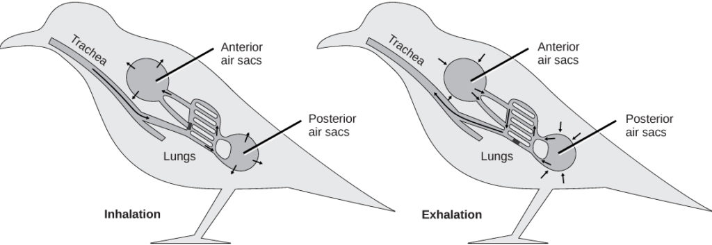 The illustration shows the direction of airflow in both inhalation and exhalation in birds. During inhalation, air passes from the beak down the trachea to the posterior air sac located behind the lungs. From the posterior air sac, air enters the lungs, and the anterior air sac in front of the lungs. Air from both air sacs also enters hollows in bones. During exhalation air from hollows in the bones enters the air sacs, then the lungs, then the trachea, where it exits through the beaks.