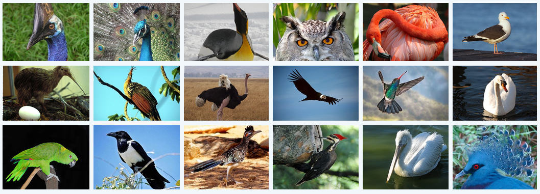 A compliation photo of many different types of birds; some can fly, some can't.